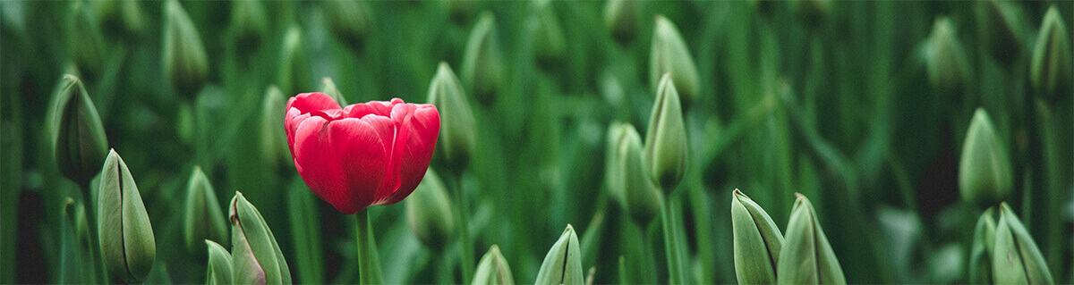 image of single tulip