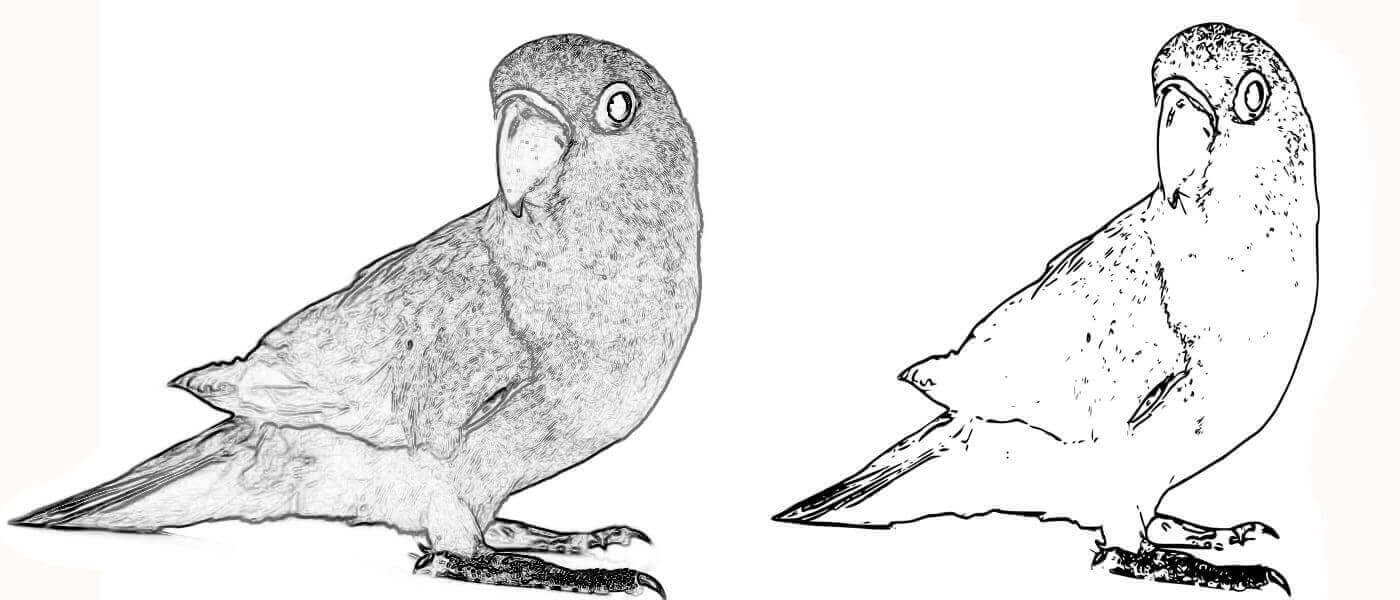 iedge-detected image of a lovebird alongside an SVG version